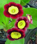 Pokojové Rostliny Primula, Auricula Květina bylinné vinný fotografie, popis a kultivace, pěstování a charakteristiky