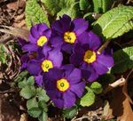 purpurne Rohttaim Primula, Auricula omadused ja Foto