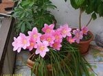 pink Herbaceous Plant Rain Lily,  characteristics and Photo