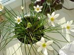 alb Planta Erbacee Crin Ploaie,  caracteristici și fotografie