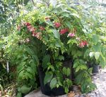 Krukväxter Rangoon Ranka Blomma lian, Quisqualis röd Fil, beskrivning och uppodling, odling och egenskaper