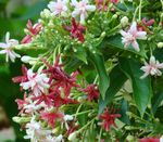 Krukväxter Rangoon Ranka Blomma lian, Quisqualis vit Fil, beskrivning och uppodling, odling och egenskaper