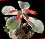 Plantas de Interior Rechsteineria Flor planta herbácea vermelho foto, descrição e cultivo, crescente e características