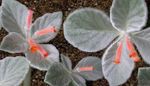 Vnútorné Rastliny Rechsteineria Kvetina trávovitý červená fotografie, popis a pestovanie, pestovanie a vlastnosti