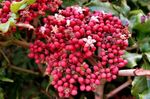 შიდა მცენარეები წითელი Leea, დასავლეთით Indian სიწმინდე, ჰავაის Holly ყვავილების ბუში ვარდისფერი სურათი, აღწერა და გაშენების, იზრდება და მახასიათებლები