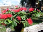 Sisäkasvit Red Puuterihuisku Kukka pensaikot, Calliandra punainen kuva, tuntomerkit ja muokkaus, viljely ja ominaisuudet