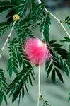 Indendørs Planter Røde Pudderkvast Blomst busk, Calliandra pink Foto, beskrivelse og dyrkning, voksende og egenskaber