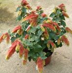  Red Shrimp Plant Flower shrub, Beloperone guttata white Photo, description and cultivation, growing and characteristics