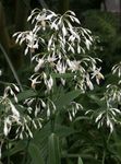 Εσωτερικά φυτά Renga Κρίνος, Ροκ-Κρίνος λουλούδι ποώδη, Arthropodium λευκό φωτογραφία, περιγραφή και καλλιέργεια, φυτοκομεία και χαρακτηριστικά