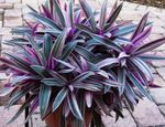 Vnútorné Rastliny Rhoeo Tradescantia Kvetina trávovitý fialový fotografie, popis a pestovanie, pestovanie a vlastnosti