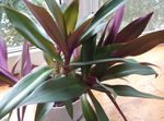 purple Herbaceous Plant Rhoeo Tradescantia characteristics and Photo