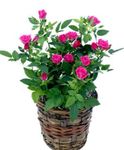 Kapalı bitkiler Gül çiçek çalı, Rose pembe fotoğraf, tanım ve yetiştirme, büyüyen ve özellikleri