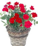 des plantes en pot Rose Fleur des arbustes rouge Photo, la description et la culture du sol, un cultivation et les caractéristiques