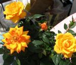 Toataimed Roos Lill põõsas, Rose oranž Foto, kirjeldus ja kultiveerimine, kasvav ja omadused