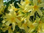 amarelo Arbusto Rose Bay, Oleander características e foto