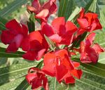 Topfpflanzen Rose Bay, Oleander Blume sträucher, Nerium oleander rot Foto, Beschreibung und Anbau, wächst und Merkmale