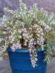 Kapalı bitkiler Biberiye çiçek çalı, Rosmarinus açık mavi fotoğraf, tanım ve yetiştirme, büyüyen ve özellikleri