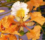 Topfpflanzen Königliche Poinciana, Extravaganter Baum Blume bäume, Delonix regia orange Foto, Beschreibung und Anbau, wächst und Merkmale