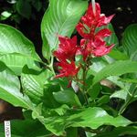 vermelho Planta Herbácea Sanchezia, Fire Fingers características e foto