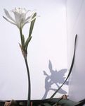 Kapalı bitkiler Deniz Nergis, Zambak Deniz, Kum Zambağı çiçek otsu bir bitkidir, Pancratium beyaz fotoğraf, tanım ve yetiştirme, büyüyen ve özellikleri