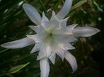 Topfpflanzen Meer Narzisse, Seelilie, Sand Lilie Blume grasig, Pancratium weiß Foto, Beschreibung und Anbau, wächst und Merkmale