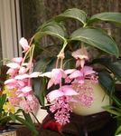 Krukväxter Showy Melastome Blomma buskar, Medinilla rosa Fil, beskrivning och uppodling, odling och egenskaper