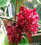 შიდა მცენარეები თვალში საცემი Melastome ყვავილების ბუში, Medinilla წითელი სურათი, აღწერა და გაშენების, იზრდება და მახასიათებლები