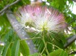 Innendørs Planter Silke Treet Blomst, Albizia julibrissin rosa Bilde, beskrivelse og dyrking, voksende og kjennetegn