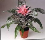 Silver Vase, Urn Plant, Queen of the Bromeliads