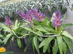 purple  Silver Vase, Urn Plant, Queen of the Bromeliads characteristics and Photo