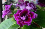 purpurne Rohttaim Sinningia (Gloxinia) omadused ja Foto