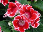 Innendørs Planter Sinningia (Gloxinia) Blomst urteaktig plante rød Bilde, beskrivelse og dyrking, voksende og kjennetegn
