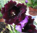 Indoor Plants Sinningia (Gloxinia) Flower herbaceous plant claret Photo, description and cultivation, growing and characteristics