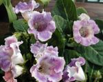 lila Kruidachtige Plant Sinningia (Gloxinia) karakteristieken en foto