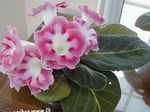 Indoor Plants Sinningia (Gloxinia) Flower herbaceous plant pink Photo, description and cultivation, growing and characteristics