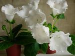 室内植物 大岩桐（大岩桐） 花 草本植物, Sinningia (Gloxinia) 白 照, 描述 和 养殖, 成长 和 特点