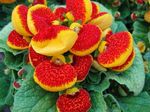 Kapalı bitkiler Terlik Çiçek çiçek otsu bir bitkidir, Calceolaria kırmızı fotoğraf, tanım ve yetiştirme, büyüyen ve özellikleri