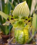 green Herbaceous Plant Slipper Orchids characteristics and Photo