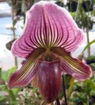 purple Herbaceous Plant Slipper Orchids characteristics and Photo