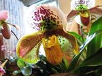 Indendørs Planter Tøffel Orkideer Blomst urteagtige plante, Paphiopedilum gul Foto, beskrivelse og dyrkning, voksende og egenskaber