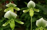 შიდა მცენარეები Slipper Orchids ყვავილების ბალახოვანი მცენარე, Paphiopedilum მწვანე სურათი, აღწერა და გაშენების, იზრდება და მახასიათებლები