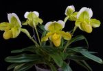 Indendørs Planter Tøffel Orkideer Blomst urteagtige plante, Paphiopedilum gul Foto, beskrivelse og dyrkning, voksende og egenskaber