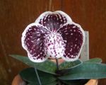 შიდა მცენარეები Slipper Orchids ყვავილების ბალახოვანი მცენარე, Paphiopedilum ბორდო სურათი, აღწერა და გაშენების, იზრდება და მახასიათებლები