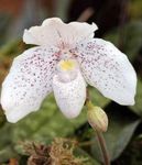 белый Травянистые Пафиопедилюм (Венерин башмачок) характеристика и Фото