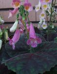 liliac Planta Erbacee Smithiantha caracteristici și fotografie