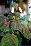 Комнатные Растения Смитианта Цветок травянистые, Smithiantha белый Фото, описание и выращивание, выращивание и характеристика