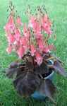 Plantas de Interior Smithiantha Flor planta herbácea rosa foto, descrição e cultivo, crescente e características