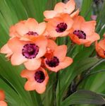 Εσωτερικά φυτά Sparaxis λουλούδι ποώδη ροζ φωτογραφία, περιγραφή και καλλιέργεια, φυτοκομεία και χαρακτηριστικά