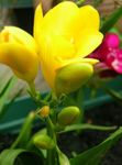 Kamerplanten Sparaxis Bloem kruidachtige plant geel foto, beschrijving en teelt, groeiend en karakteristieken