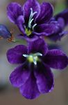 lila Lágyszárú Növény Sparaxis jellemzők és fénykép
